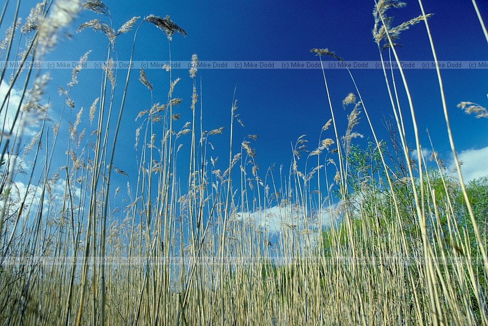 Reedbed Walton Lake, Milton Keynes