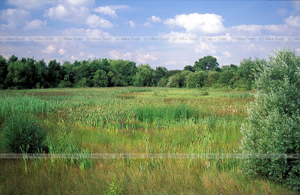 Reedbed Walton Lake, Milton Keynes