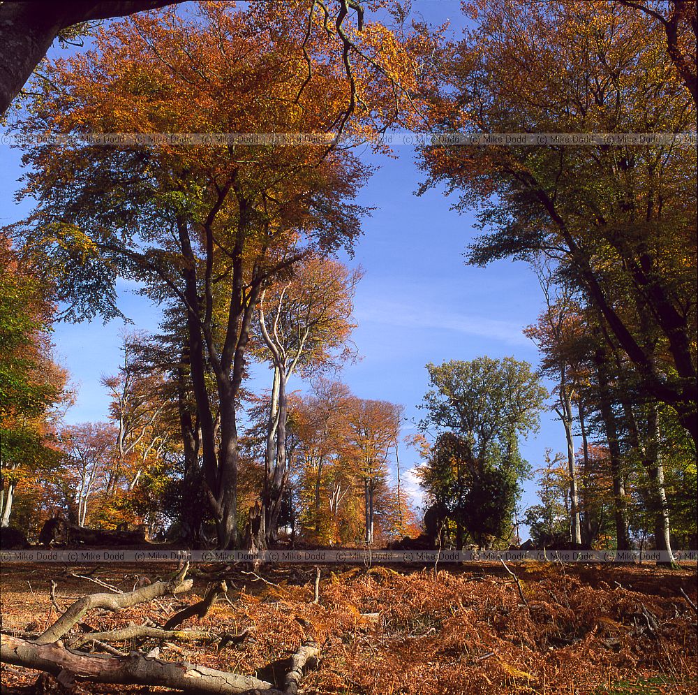 Autumn colour on beech trees New Forest