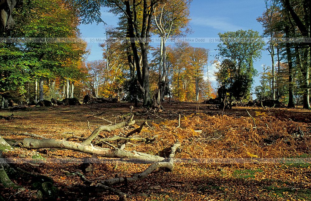 Beech wood with autumn colour, Bramshaw, New Forest
