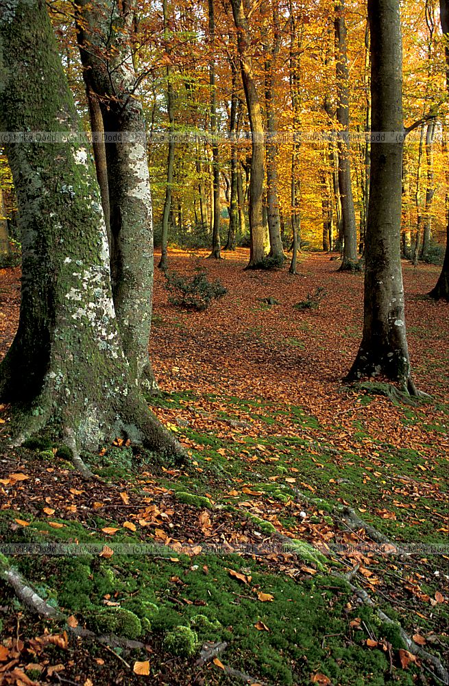 Beech wood with autumn colour, Bramshaw, New Forest