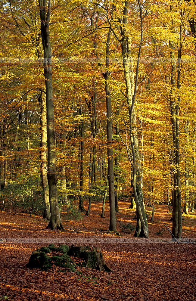 Beech wood with autumn colour, Bramshaw, New Forest