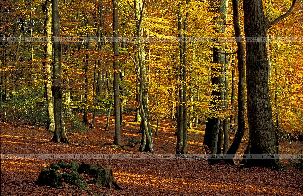 Beech wood with autumn colour, Bramshaw, New Forest