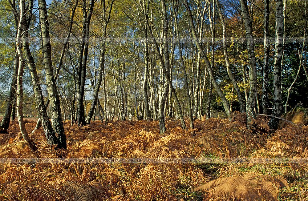 Birch and bracken autumn color New Forest heath