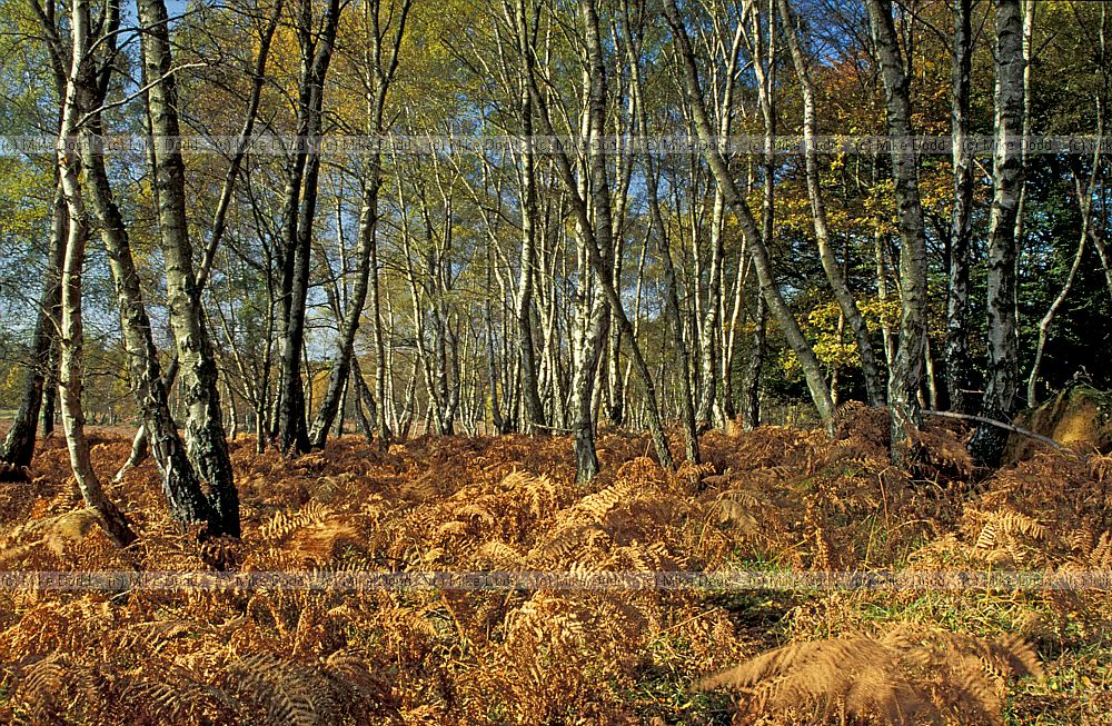 Birch and bracken autumn color New Forest heath