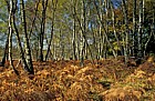 Birch and bracken autumn color New Forest heath