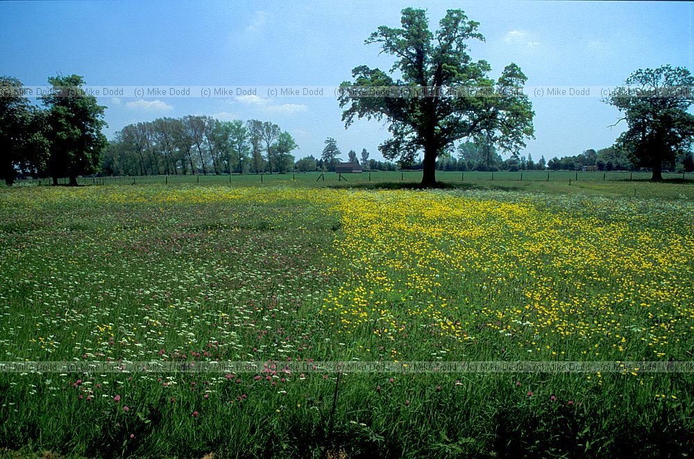 Park Grass, Rothamstead