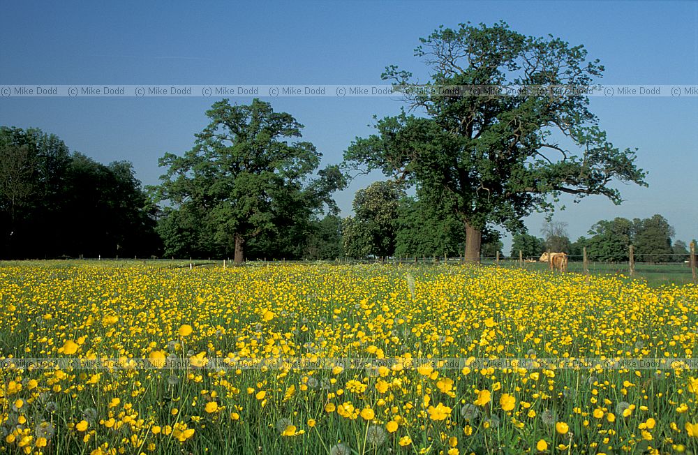 Buttercups, Park Grass, Rothamstead