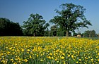 Buttercups, Park Grass, Rothamstead
