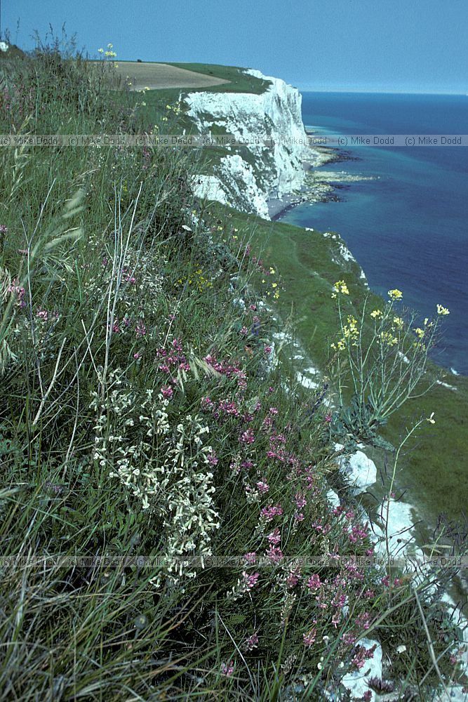 Chalk cliff plants, Dover