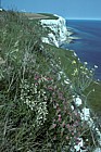 Chalk cliff plants, Dover