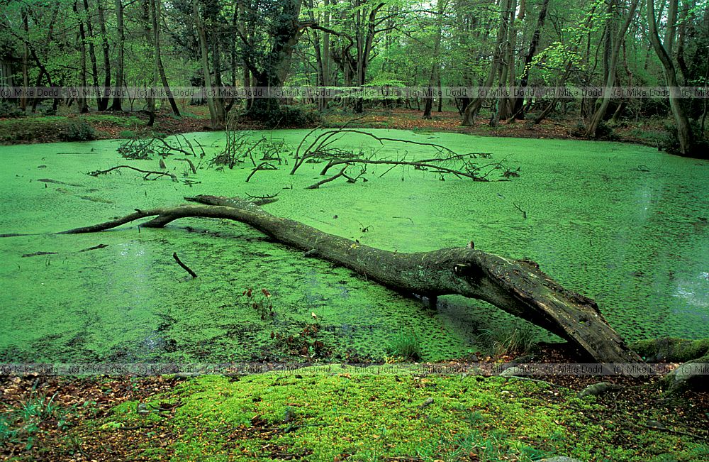 Pond in forest with fallen branch, Ashridge
