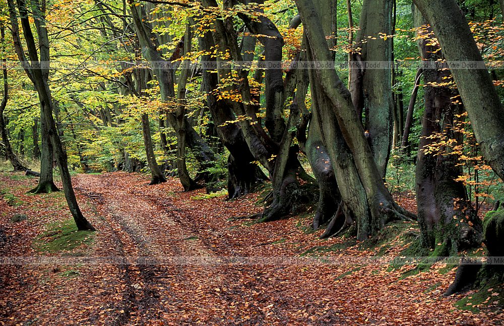 Track in forest beech trees autumn colour, Shere, Surrey
