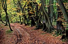 Track in forest beech trees autumn colour, Shere, Surrey