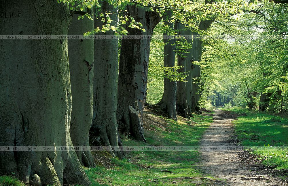 Beech trees on ancient bank, spring foliage, Ashridge