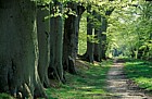Beech trees on ancient bank, spring foliage, Ashridge