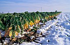 Brussels sprouts in snow, Bedfordshire