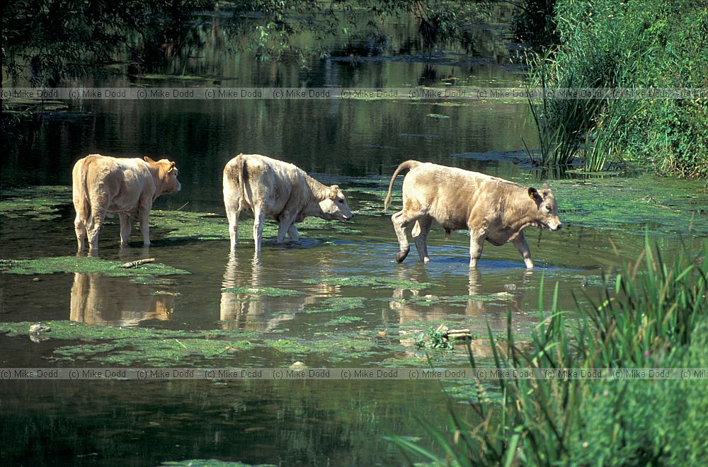 Cattle in river Ouse, Cosgrove