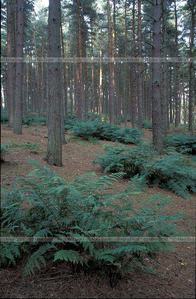 Conifer plantation, ferns, Woburn