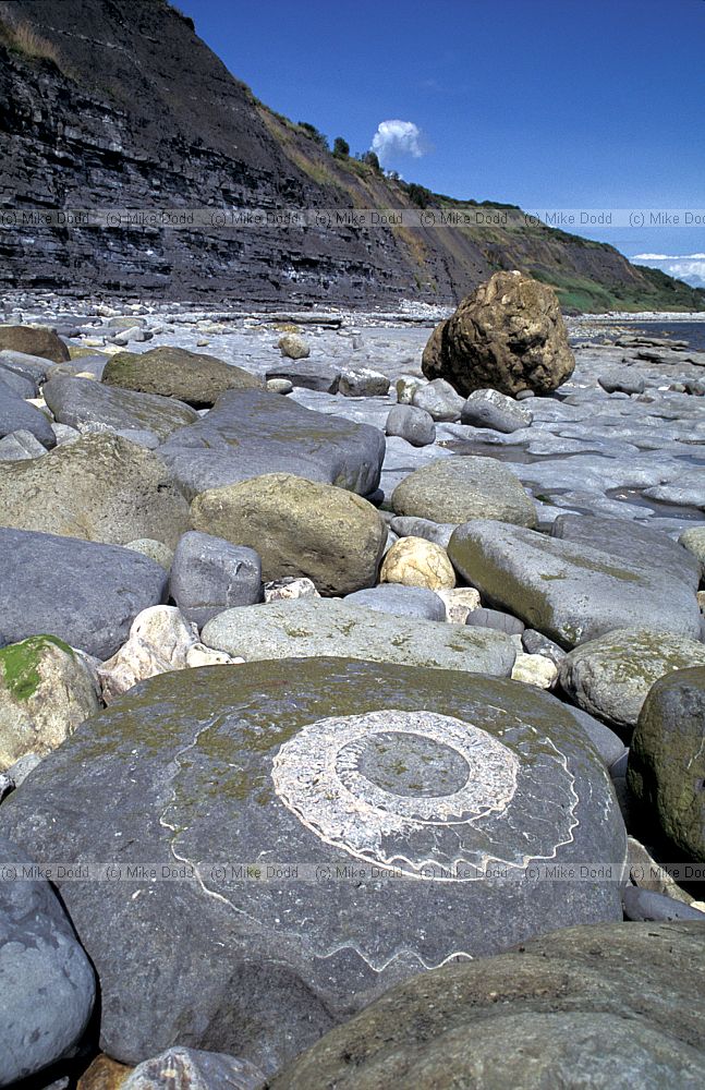 Fossil ammonite, Lyme Regis, Dorset