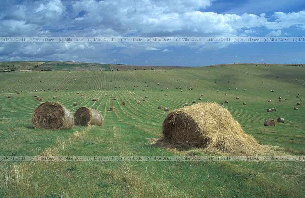 Hay bales south downs, Sussex.  High quality hay specially enriched with planted legumes