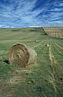 Hay bales south downs, Sussex.  High quality hay specially enriched with planted legumes