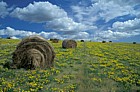 Hay bales south downs, Sussex.  High quality hay specially enriched with planted legumes and cirrus and cumulus clouds