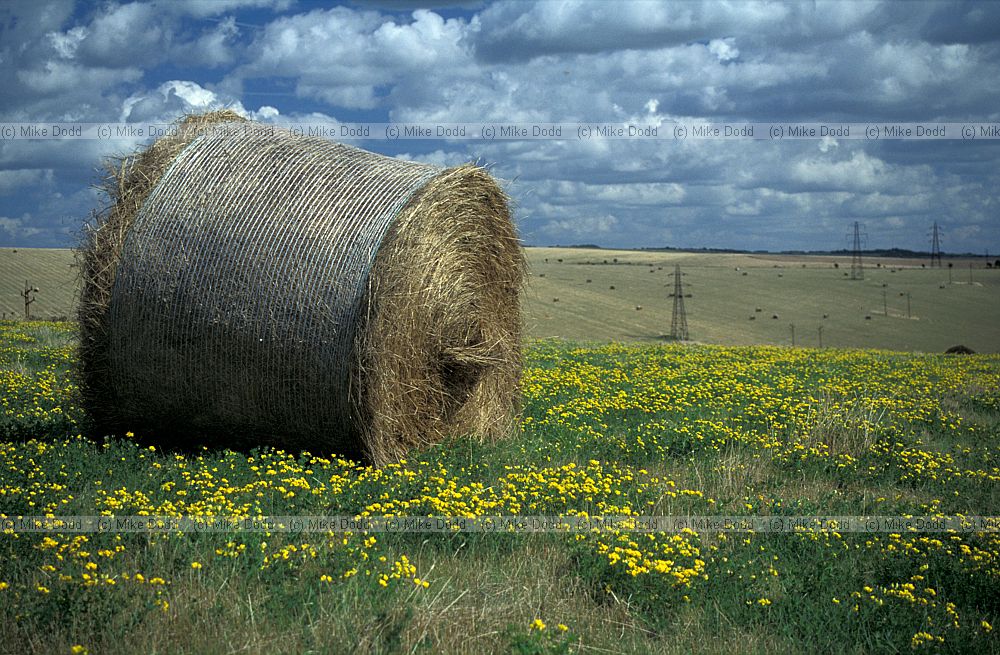 Hay bales, south downs, Sussex.  High quality hay specially enriched with planted legumes