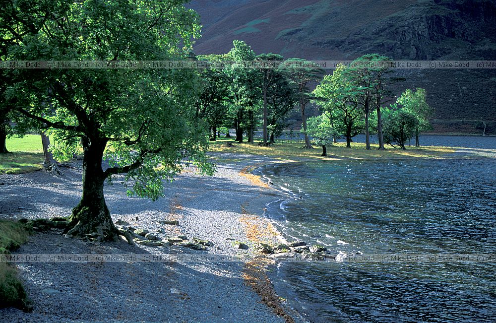 Buttermere, Lake District. Pines