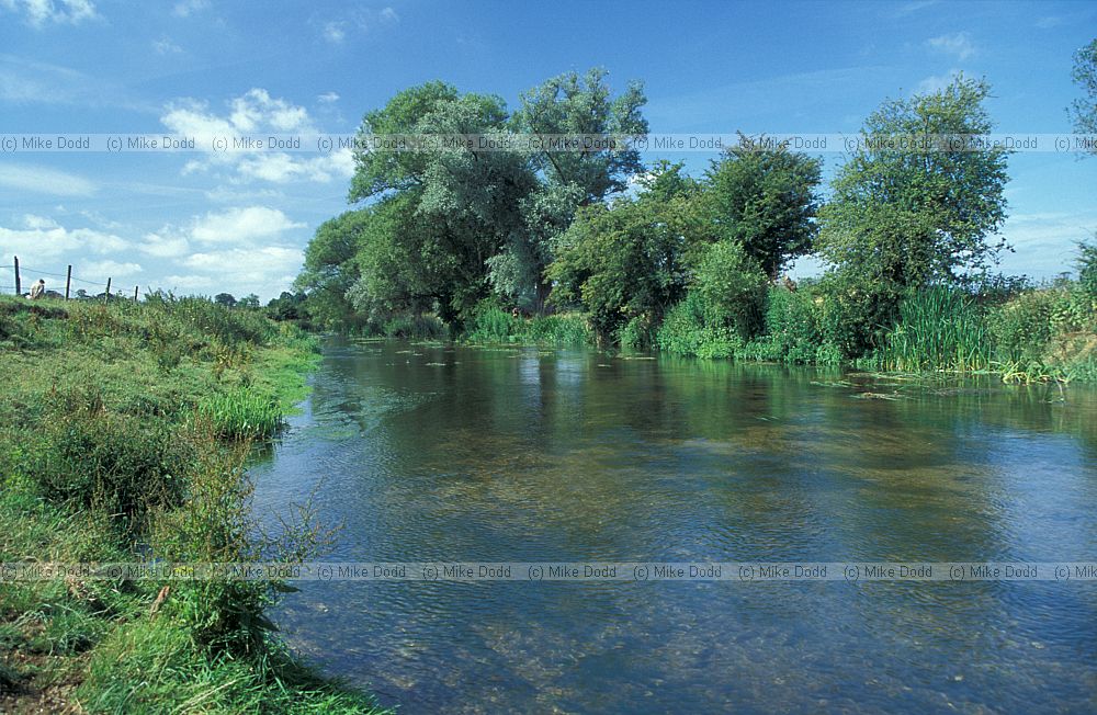 River Ouse with willow trees, Cosgrove