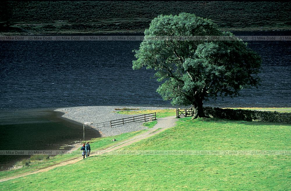 Fraxinus excelsior ash tree walkers Buttermere, Lake district