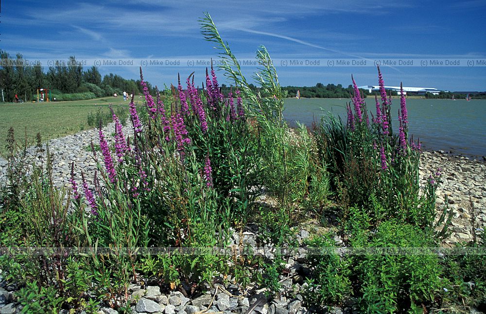 Weedy plants, shore line, Willan Lake, Milton Keynes