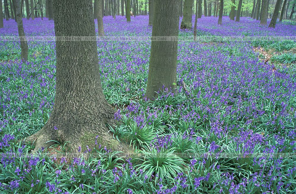 Bluebell wood with ash trees, Ashridge