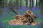 Fallen Larch tree in bluebell wood followed for as it decays April 1995