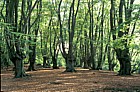 Pollarded beech trees Epping forest