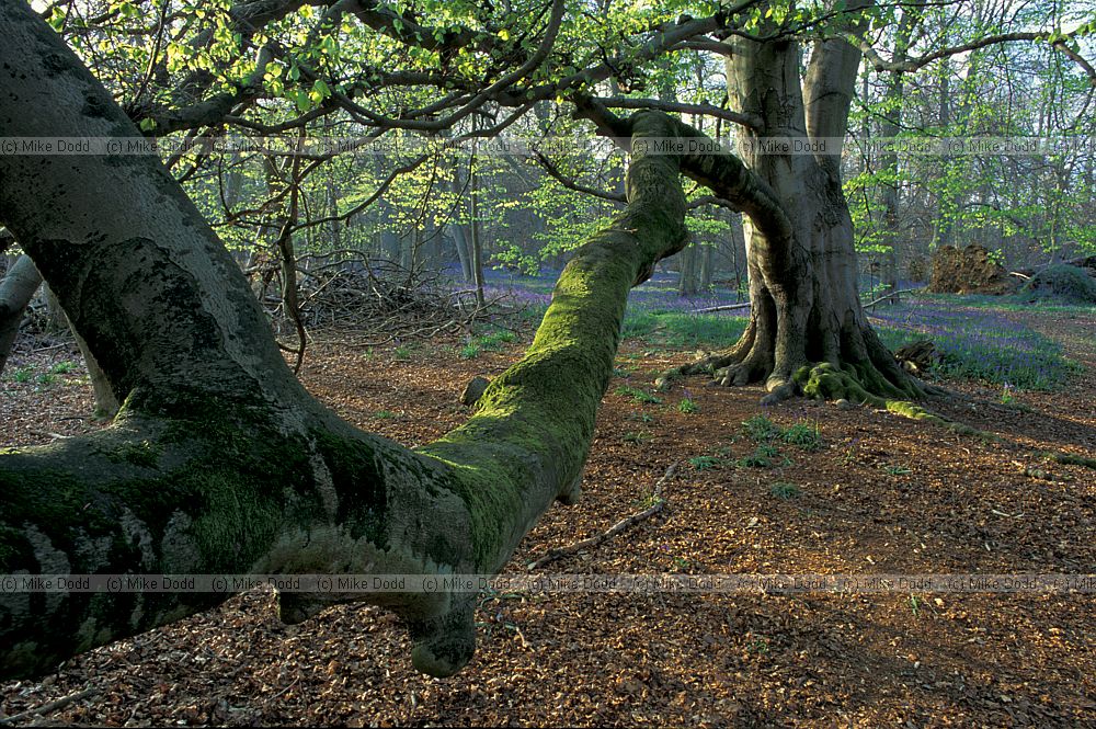 Beech tree Ashridge