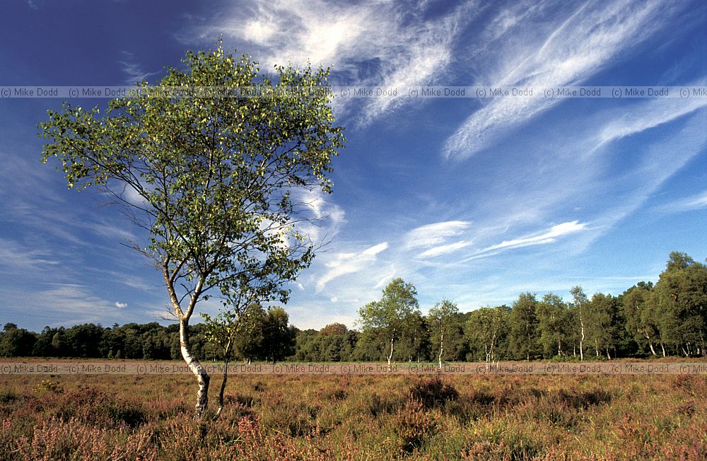Birch tree in heathland, New Forest