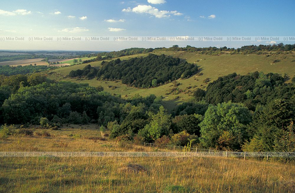Chalk grassland Old Winchester hill