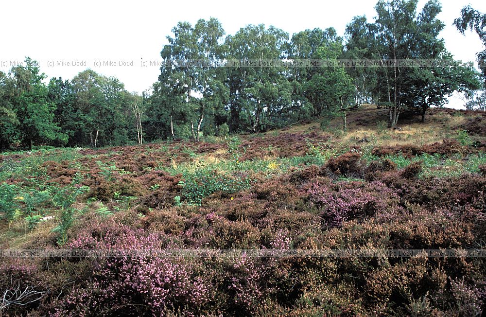 Heathland, Ampthill