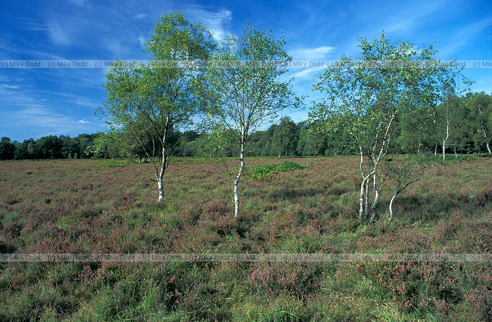 Heathland, New Forest