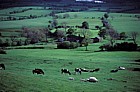 Pasture cows Peak District