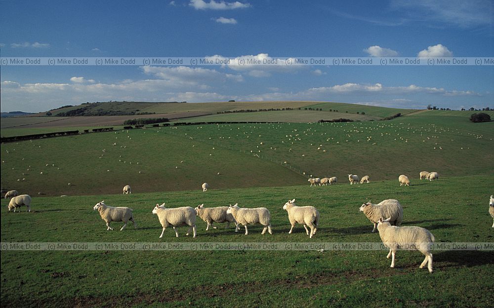 Sheep downland