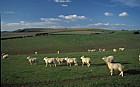 Sheep downland
