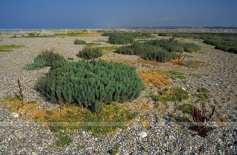 Shingle plants, Norfolk
