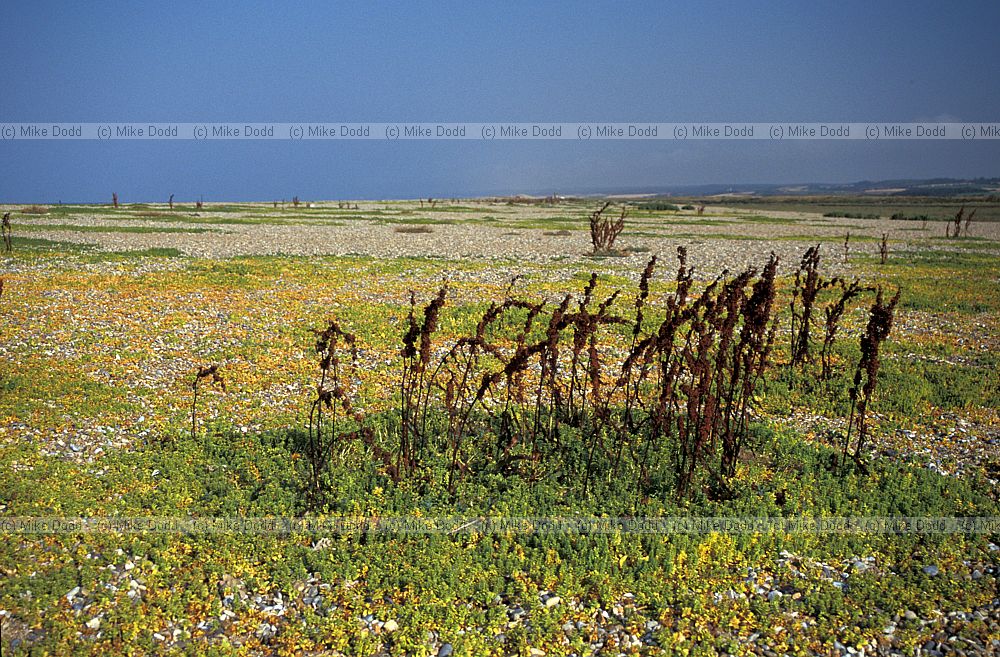 Shingle plants, Norfolk