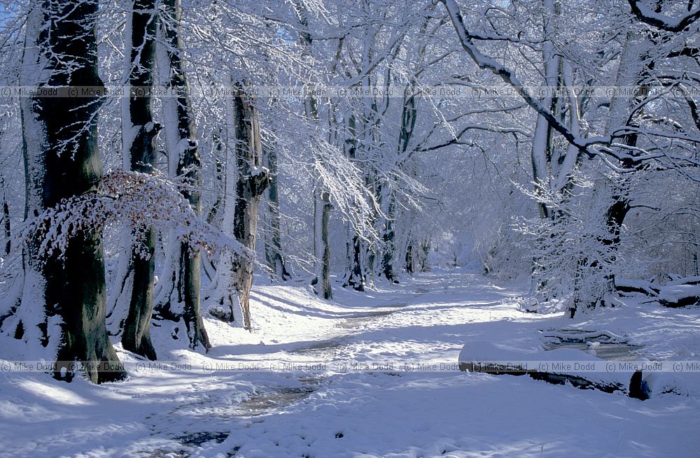 Snowy beech trees, Ashridge