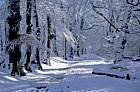 Snowy beech trees, Ashridge