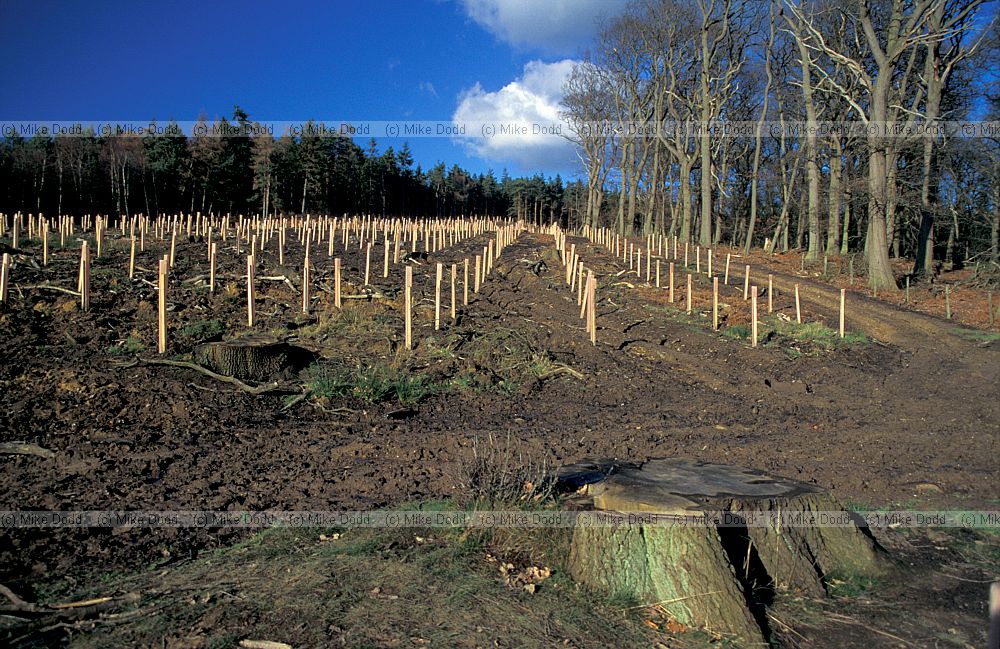 tree tubes, woburn woods