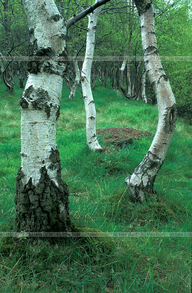 Birch trunks, Stannage, Peak District