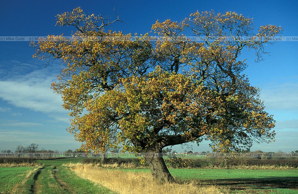 Farmland freshly sprouted cereal Oak tree autumn colour, Soulbury, Buckinghamshire